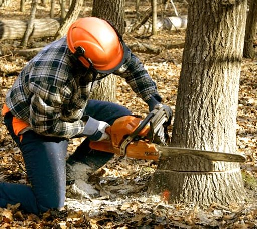 Tree Removal in Huntington, WV